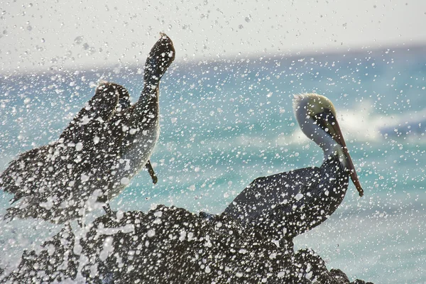 Pelicano sentado em uma rocha — Fotografia de Stock