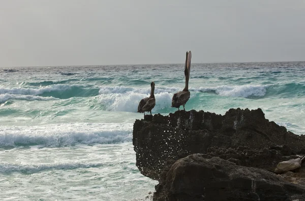 Morze Karaibskie. pelikany siedzi na skale — Zdjęcie stockowe