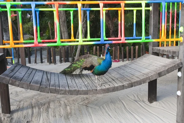 Macho pavo real sentado en el banco —  Fotos de Stock