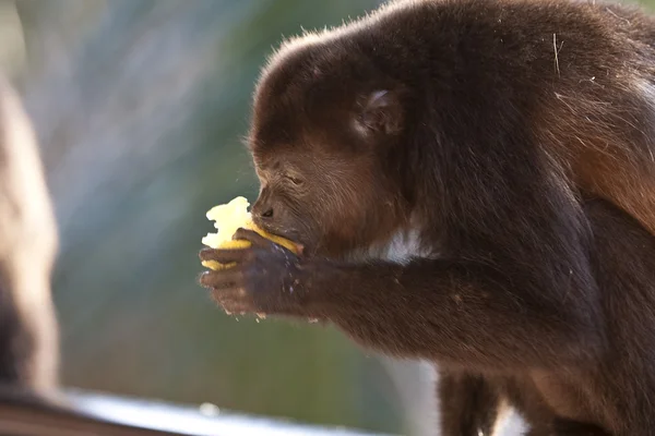 Monkey is eating an apple — Stock Photo, Image
