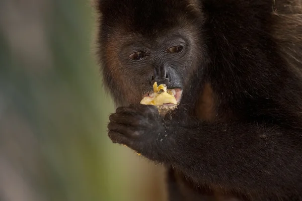 Мавпи їдять яблука — стокове фото