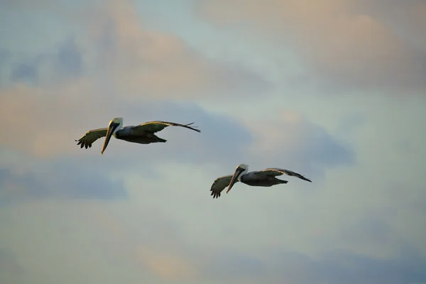Keresi a raptorok pelikánok — Stock Fotó