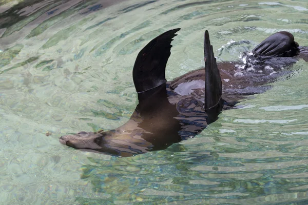 Ипанг-тюлень плавает в бассейне — стоковое фото