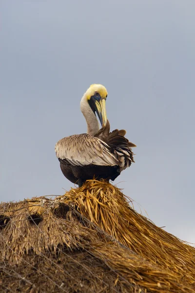 Пеликан, сидящий на крыше — стоковое фото