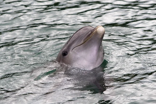 Delfiini ui uima-altaassa — kuvapankkivalokuva
