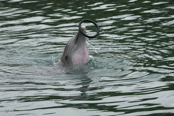 Dolfin iögonfallande ring i pool — Stockfoto