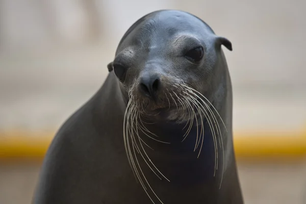Seal est prêt pour la photo — Photo