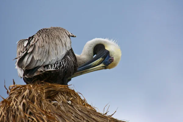 Pelican sitting on strow roof — Stock Photo, Image