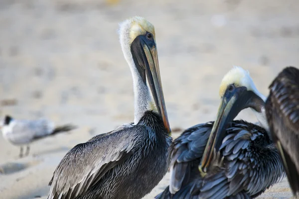 Pelicans are walking on a shore — Stock Photo, Image