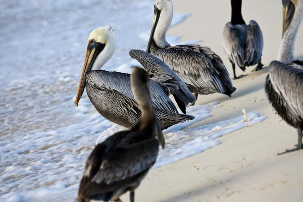 Les pélicans marchent sur un rivage — Photo