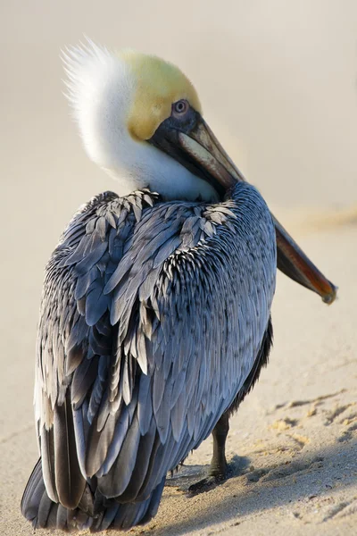 Pelicano está andando em uma costa — Fotografia de Stock