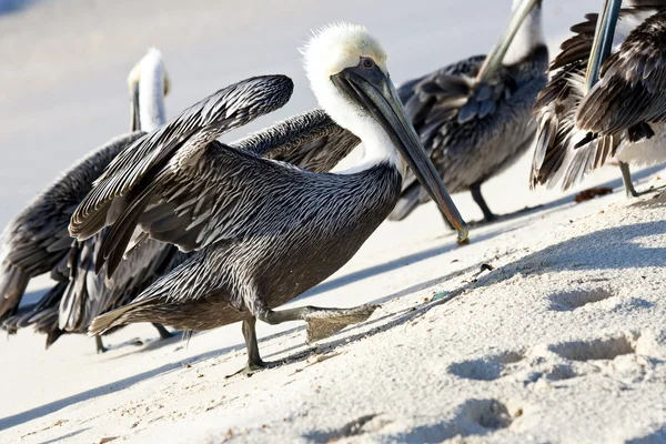 Pelikany są spacery na brzegu — Zdjęcie stockowe