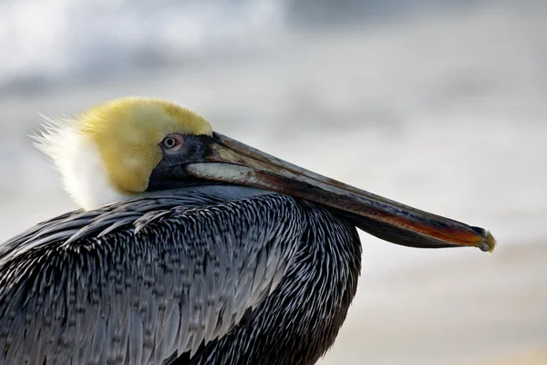 Пелікан ходьба на березі — стокове фото