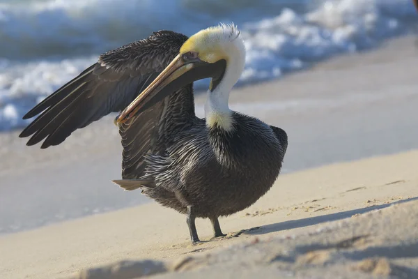 Пелікан ходьба на березі — стокове фото