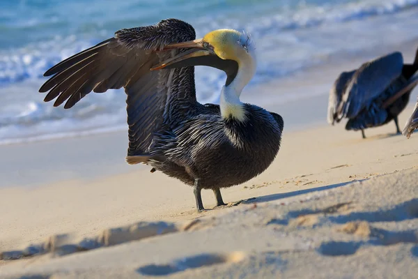 Пеликан идет по берегу — стоковое фото