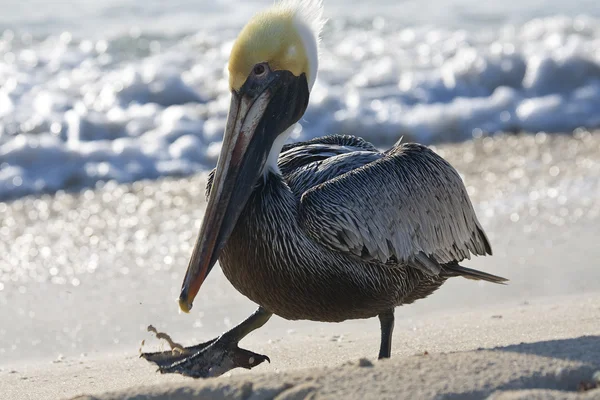Pelikan läuft am Ufer — Stockfoto