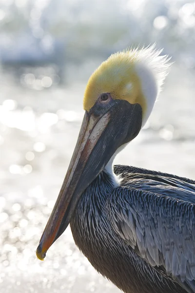 Pelican are walking on a shore — Stock Photo, Image