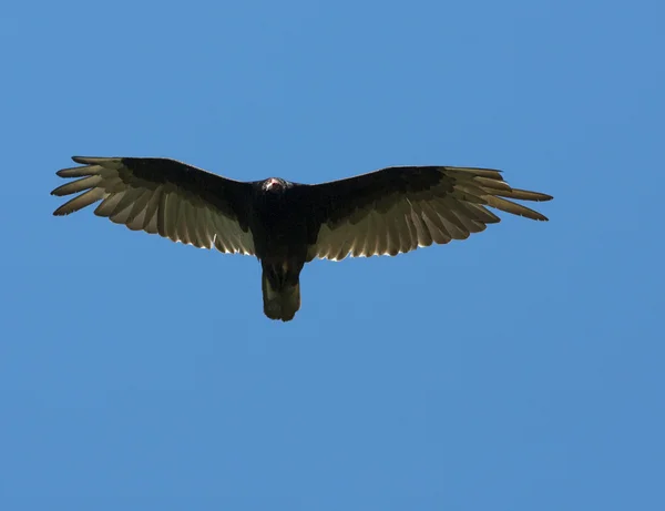 Vliegende adelaar — Stockfoto