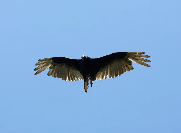 Aigle volant — Photo