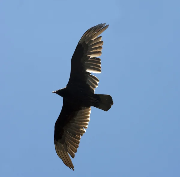 Fliegender Adler — Stockfoto