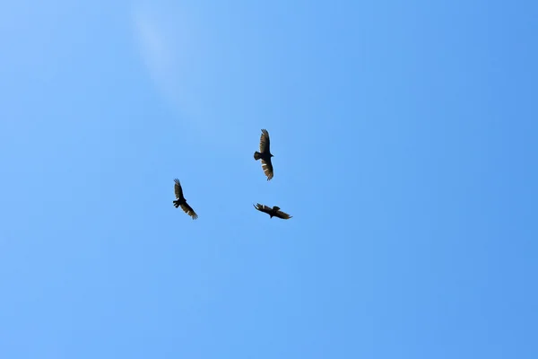 Létající eagles — Stock fotografie