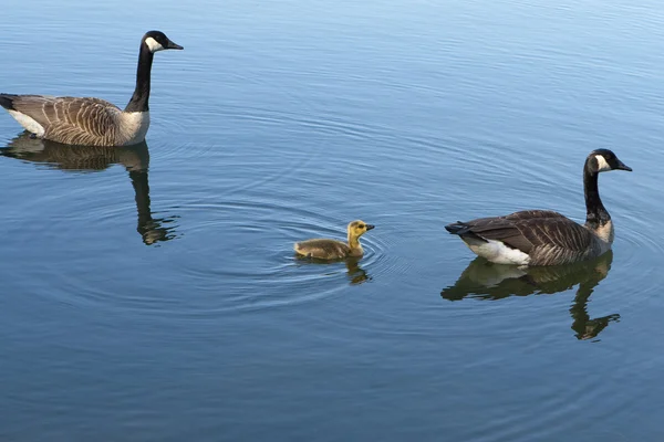 Canadian Geese with baby — Stock Photo, Image