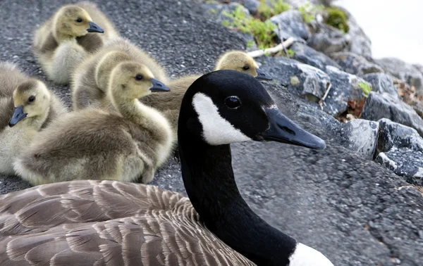 Mother Goose with her babies — Stock Photo, Image