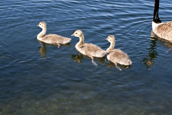 Canadian Geese offspring — Stock Photo, Image