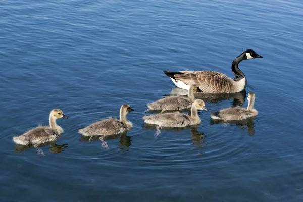 Canadian Geese family — Stock Photo, Image