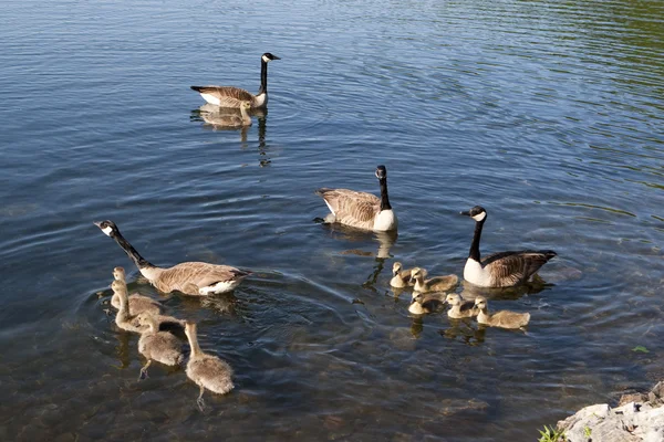 Canadian Geese family — Stock Photo, Image