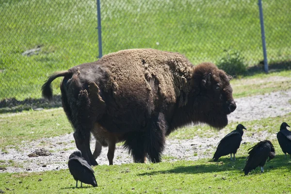 Bison slipning i ett grönt fält — Stockfoto