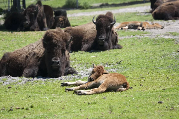 Lijado de bisonte en un campo verde —  Fotos de Stock