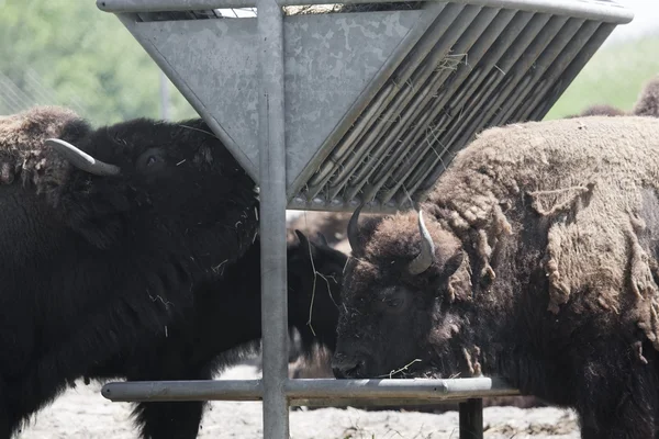 Les bisons prennent un repas — Photo
