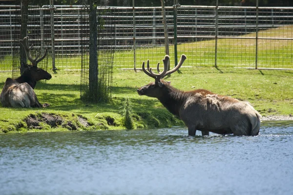 Roosevelt elanden opstijgen het meer — Stockfoto
