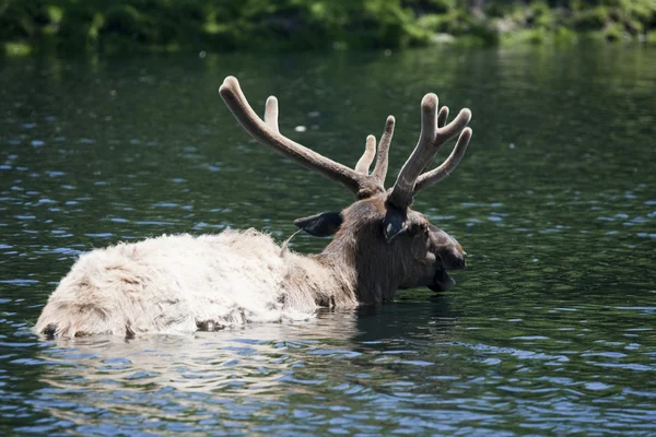 Roosevelt Elk está tomando um banho — Fotografia de Stock