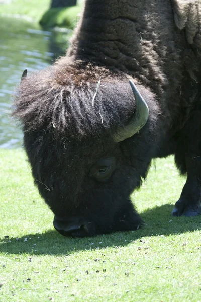 Bison are eating on a green field — Stock Photo, Image