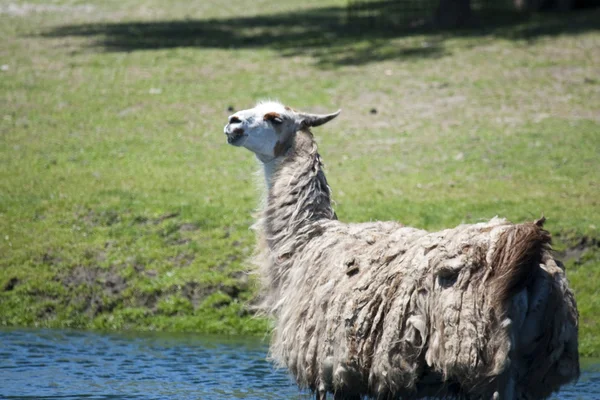 Lama nimmt ein Bad — Stockfoto