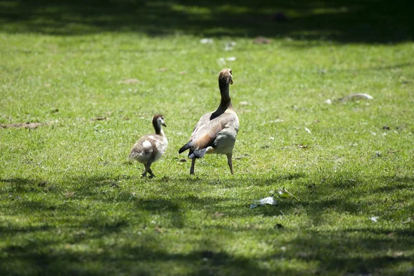 Caring mother-goose is walking her baby — Stock Photo, Image
