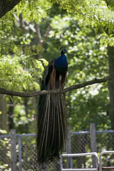 Peacock está sentado en un brunch de un árbol — Foto de Stock