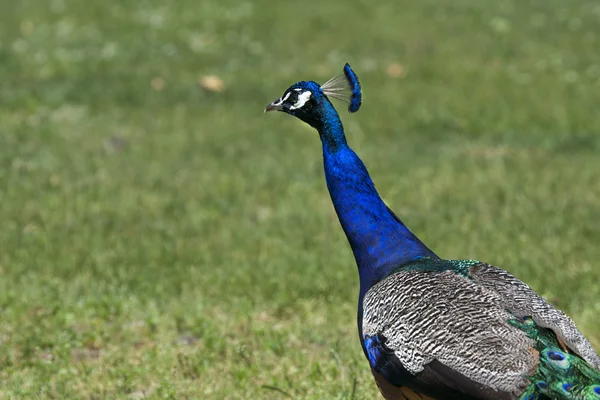 Peacock está caminando en un campo verde —  Fotos de Stock