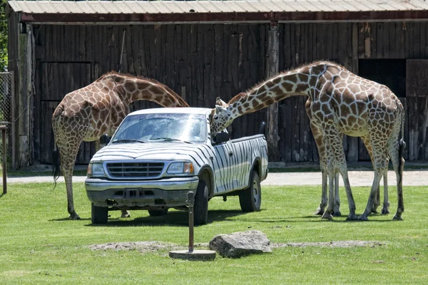 Giraffes eating fron the car trunk — Stock Photo, Image
