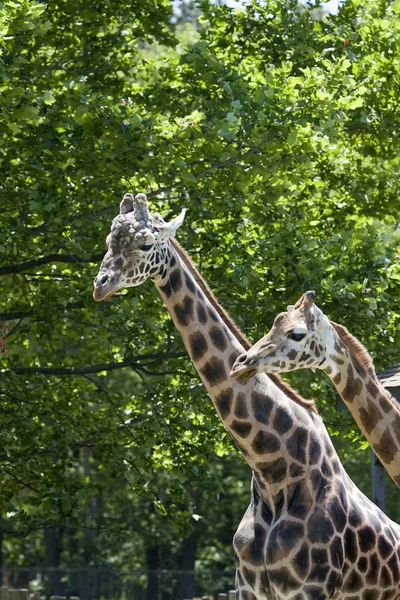 Giraffes. Mother and son. — Stock Photo, Image