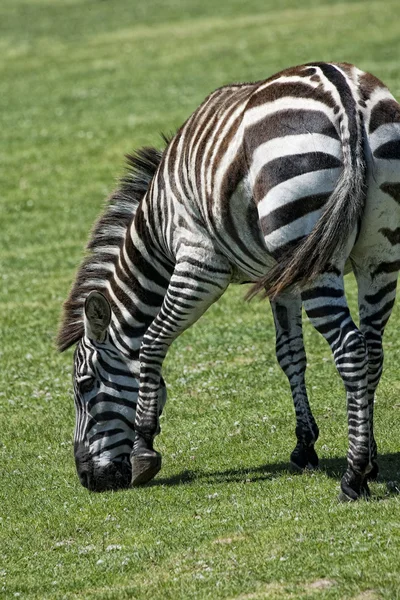 Zebra frisst Gras auf einer grünen Wiese — Stockfoto