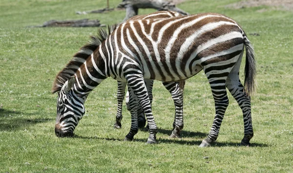 Зебра ест траву на зеленом поле — стоковое фото