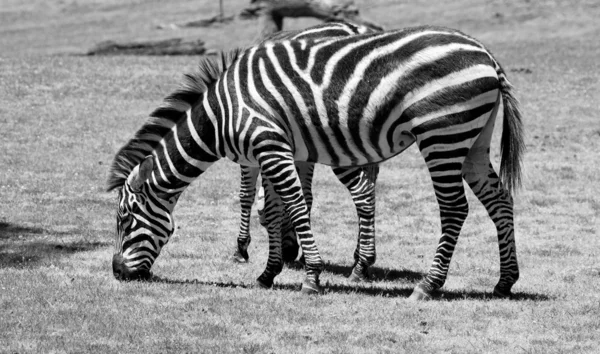 Zebra eszik fű, zöld mezőn — Stock Fotó
