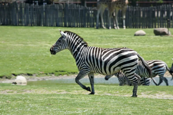 Running zebras — Stock Photo, Image