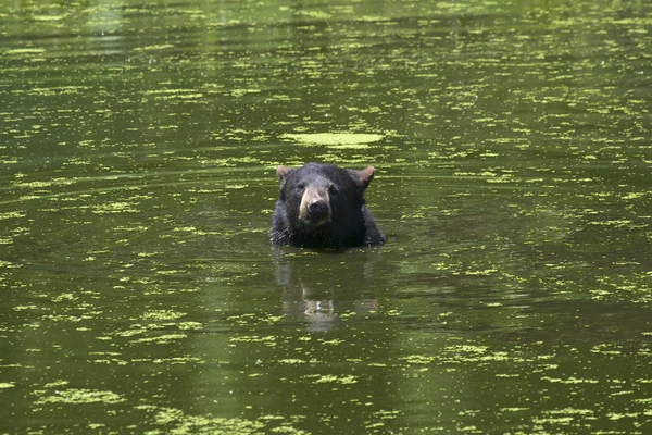 Черный медведь плавает в пруду — стоковое фото