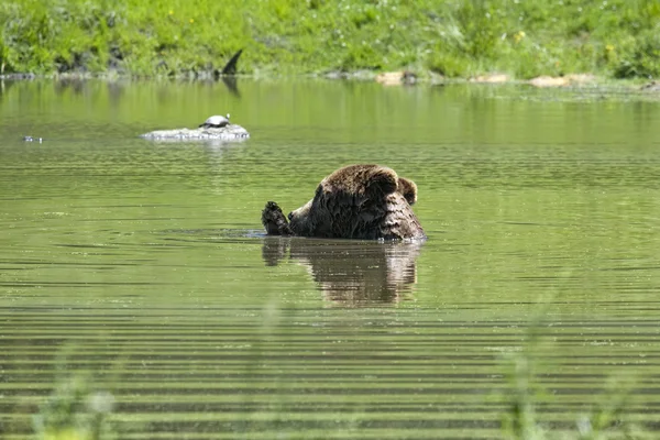 Urso negro está nadando em uma lagoa — Fotografia de Stock
