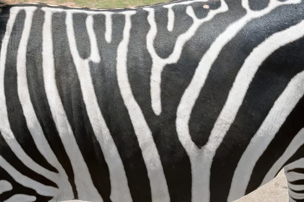 Zebra csíkok — Stock Fotó