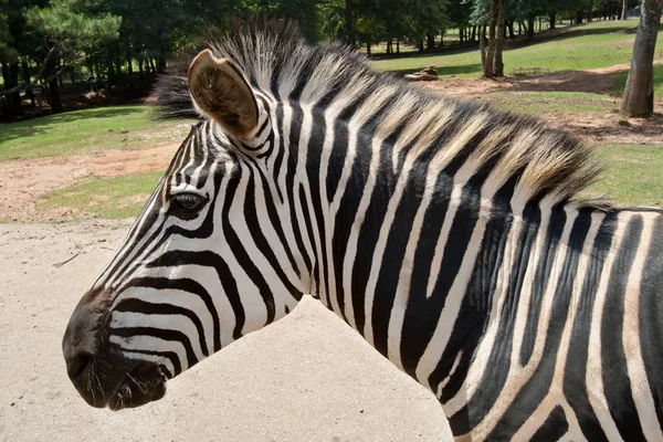Porträt eines Zebras — Stockfoto